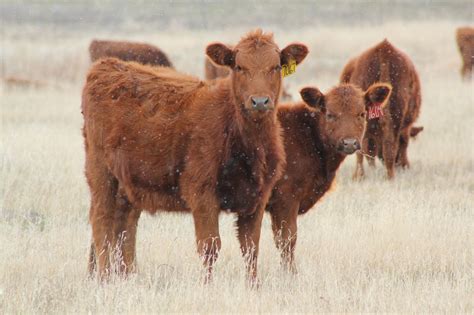 Beefwatch Articles From January 2021 Unl Beef