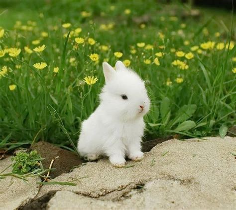 Cute White Baby Rabbit Wallpapers Wallpaper Cave