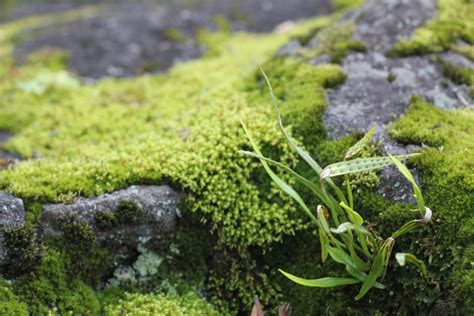 Free Images Nature Rock Structure Lawn Leaf Flower Stone Moss