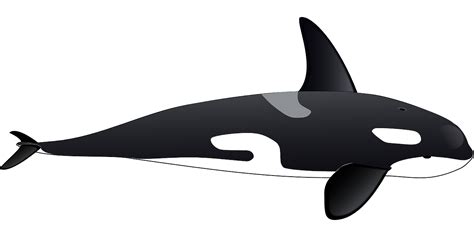Free Vector Graphic Dolphin Orca Whale Sea Life Free Image On