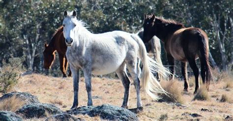 All About The Brumby Australias Controversial Feral Horse