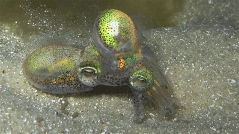 Why This Adorable Squid Cuddles For Hours After Sex