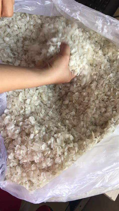 Dried Fish Scales - Clean Fish Scales- Collagen Extraction ...