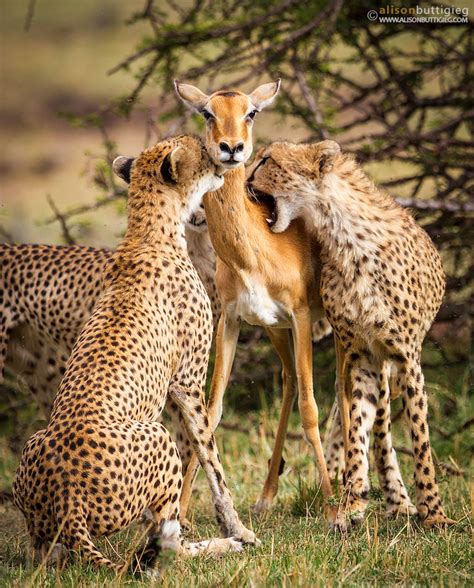 Cheetah Kill Alison Buttigieg Wildlife Photography