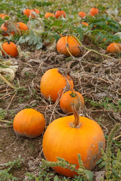 Pumpkin Patch Free Stock Photo - Public Domain Pictures