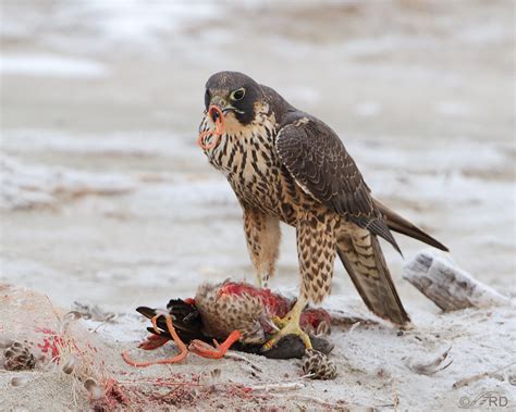 Peregrine Falcon Feeding Behavior Graphic Feathered Photography
