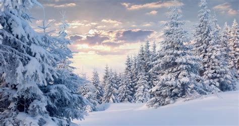 Animated Forest Snow 4k 1280x720 Wallpaper