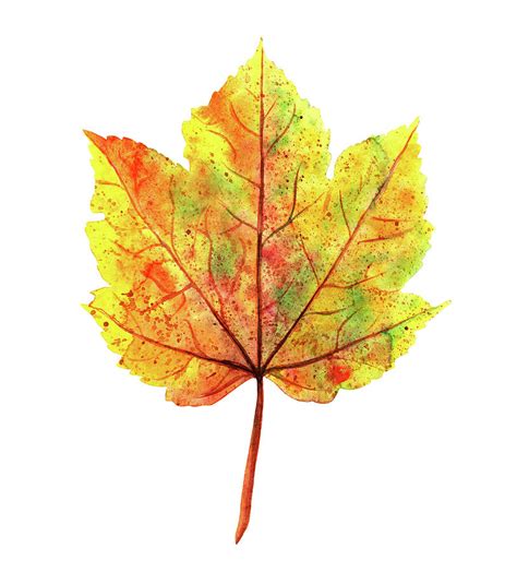 Watercolor Autumn Maple Leaf Painting By Ekaterina Efanova Fine Art
