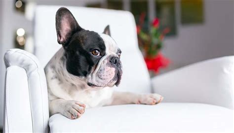Size isn't everything when finding the best apartment dogs. 21 Best Apartment Dogs for Any Owner | NextGen Dog