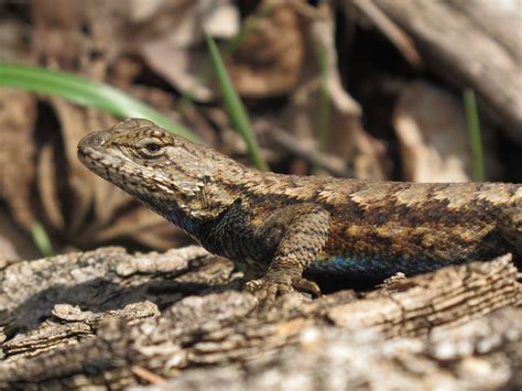 Blue Jay Barrens Northern Fence Lizard