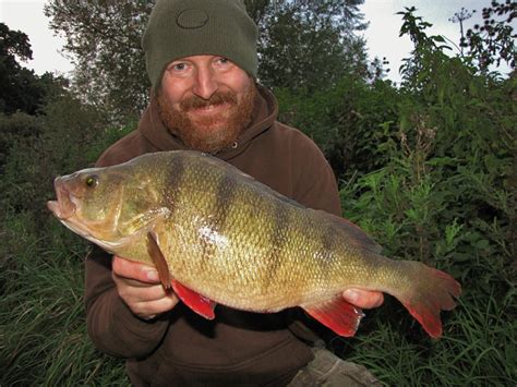 Coarse Fishing - Monster River Perch - By Mike Lyddon - Gardner Tackle