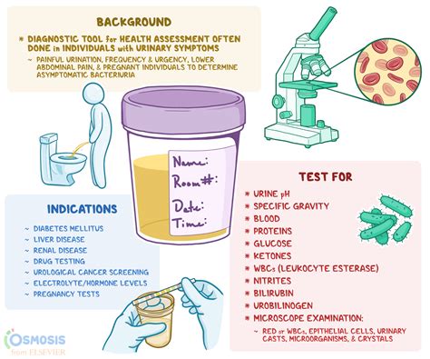 Urinalysis What Is It Testing Indications And More Osmosis