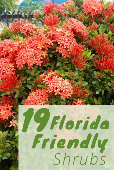 The Best Shrubs To Grow In Florida 19 Florida Friendly Shrubs