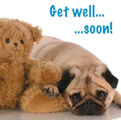 Get Well Soon Blank Card Cute Pug Puppy And Teddy Bear With Plaster