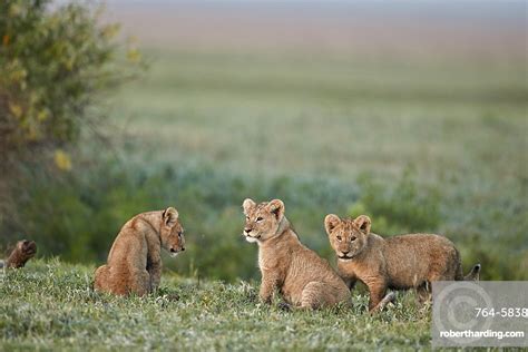 Three Lion Panthera Leo Cubs Stock Photo