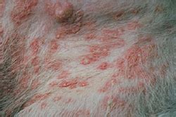If you are also wondering what is impetigo? Pyoderma in Dogs | VCA Animal Hospital