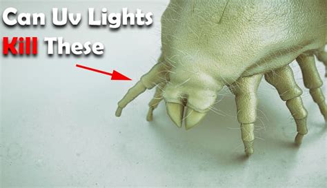 Can Uv Light Kill Dust Mites The Bedding Planet