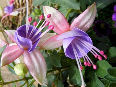 Beautiful And Unique Flower You Should Have In Your Garden 300