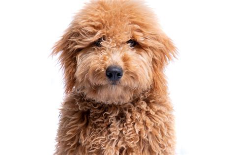 Mini Goldendoodle Your Complete Guide Dog Academy