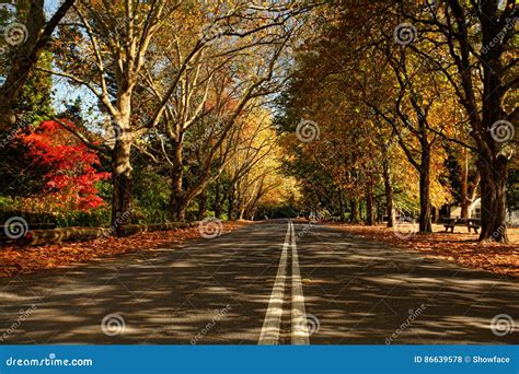 Autumn Trees Along A Street In The Fall Season Stock Photo Image Of