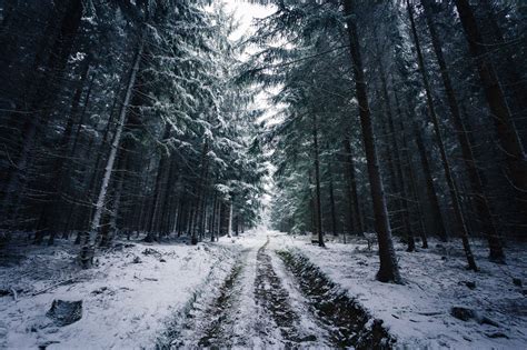 Johannes Hulsch Forest Winter Snow Trees Road Norway Wallpapers