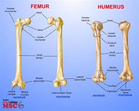 Humerous Clavicle Scapula Skeletal System