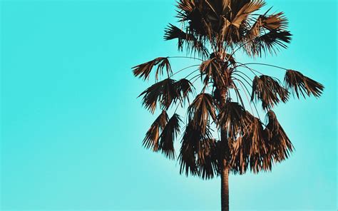 Download Wallpaper 2560x1600 Palm Tree Sky Tropics Blue Widescreen