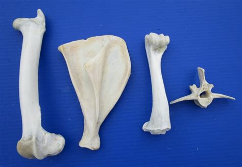 4 Whitetail Deer Bones For Sale From Legs Vertebrae Shoulder Blad