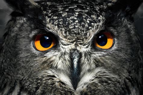 free-photo-owl-closeup-bird,-close,-closeup-free