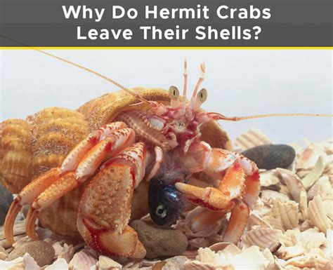 Hermit Crab Molting Stages