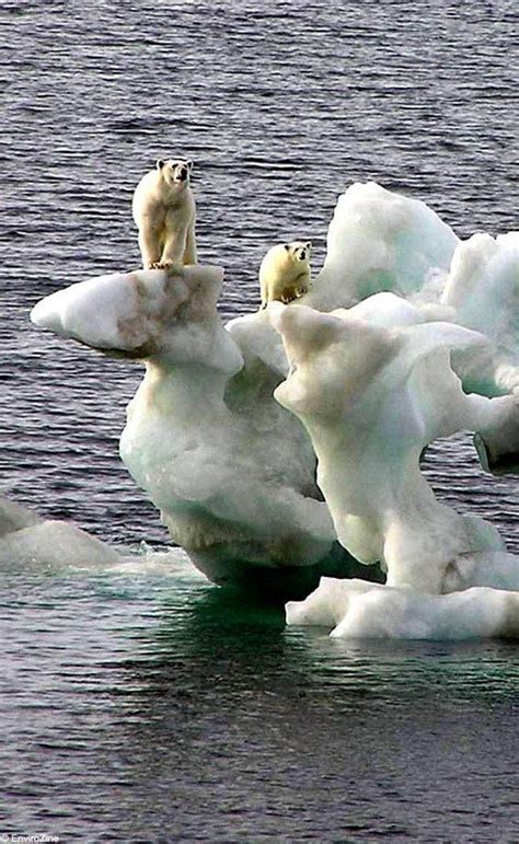 Polar Bears Struggling To Survive Globalwarming Savetheplanet Go