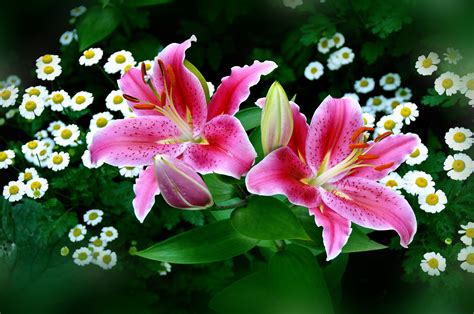 Hintergrundbilder 2048x1360 Px Lilien Natur Pinke Blumen Weiße