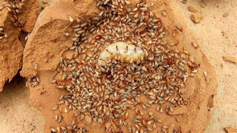 World Record Biggest Termite Queens 👁️👁️ Youtube