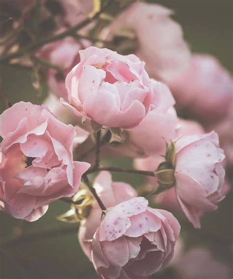 Pin On Color Pinks Pastel Pink Aesthetic Pink Photography Rose Art