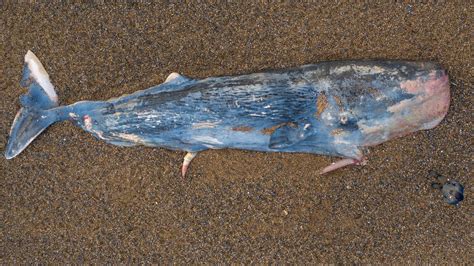 Dead Sperm Whale Found Washed Up On Norfolk Coast Bbc News