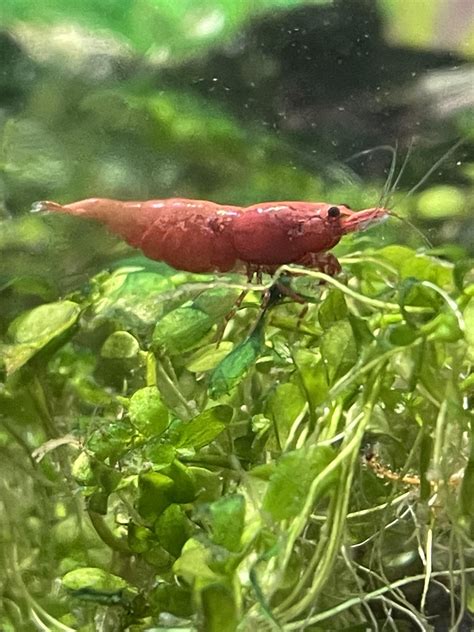 Sexing Shrimp Rshrimptank