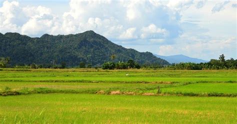 Berikut ini koleksi gambar pedesaan yang bagus dan menarik bagi yang ingin mendownload lukisan pemandangan alam diatas, tinggal klik kanan pada gambar, kemudian pilih save image as untuk menyimpannya di. pemandangan sawah padi di kampung pemandangan sawah padi ...