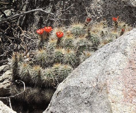 Hedgehog Cactus Echinocereus Arizonicus Nigrihorridispinus Kitts Peak Az