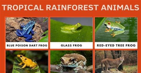 List Of Sensational Tropical Rainforest Animals With Their Facts 7esl