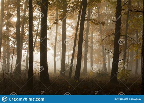 Misty Morning In A Mysterious Forest Stock Image Image Of Sunny