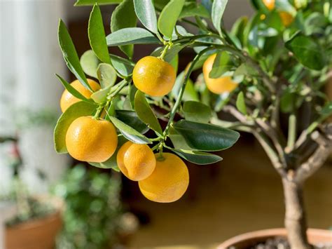 Easy Indoor Fruit Tree Varieties Fruit Trees You Can Grow Indoors