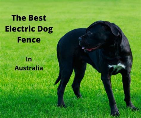 Best Electric Dog Fence Australia 2021 Buyers Guide