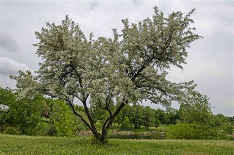 12 Common Species Of Willow Trees And Shrubs