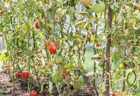 5 Reasons Why Your Tomato Plants Are Wilting And How To Save Them