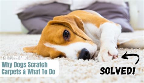 7 Real Reasons Why Dogs Scratch Carpets Good And Bad The Puppy Mag