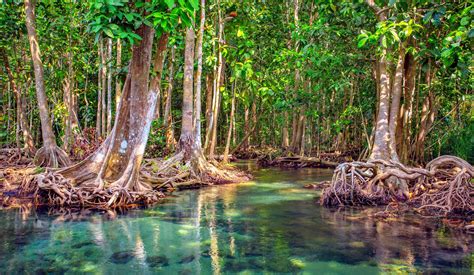 Mangrove Forests In Oman Were Wiped Out By Climate Change •