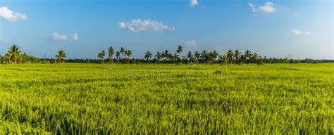 A Panorama View Across A Rice Paddy Field At Medirigiriya Sri Lanka