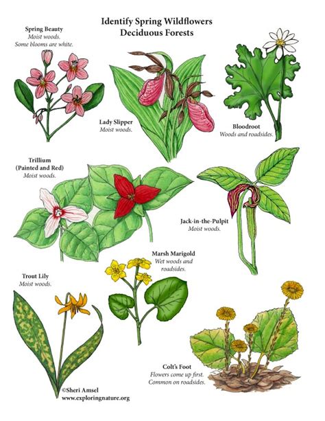Deciduous Forest Plants List