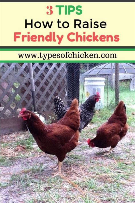 Tips On How To Raise Friendly Chickens You Will Be Surprised With