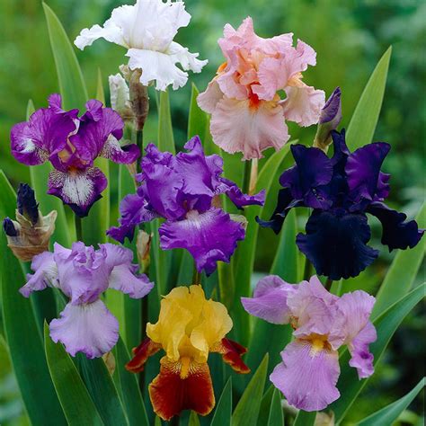 Iris Germanica Tall Bearded Iris Buy Plants Online Pakistan